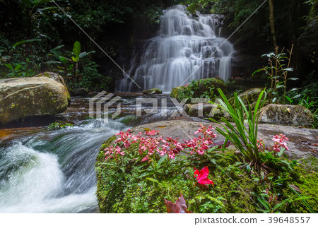 Beautiful waterfall with a pink flower in Thailand Beautiful waterfall with a pink flower in Thailand 39648557