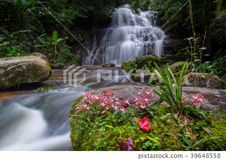Beautiful waterfall with a pink flower in Thailand Beautiful waterfall with a pink flower in Thailand 39648558