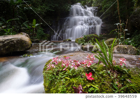 Beautiful waterfall with a pink flower in Thailand Beautiful waterfall with a pink flower in Thailand 39648559