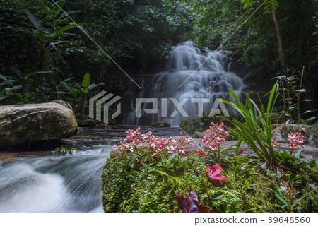 Beautiful waterfall with a pink flower in Thailand Beautiful waterfall with a pink flower in Thailand 39648560