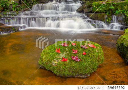 Beautiful waterfall with a pink flower in Thailand 39648592