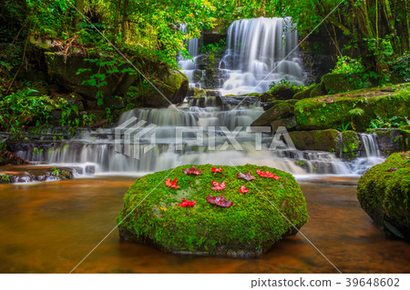 Beautiful waterfall with a pink flower in Thailand 39648602