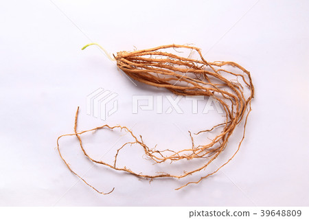 蘆筍的根和芽 39648809