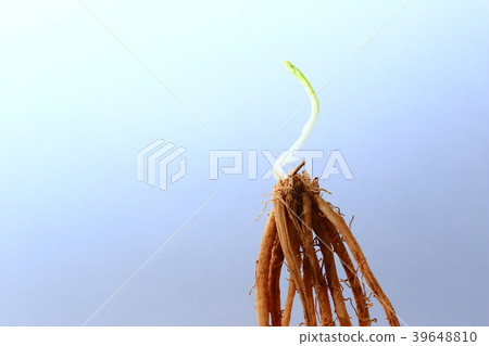 蘆筍的根和芽 39648810