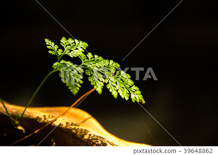 green leaf green leaf 39648862