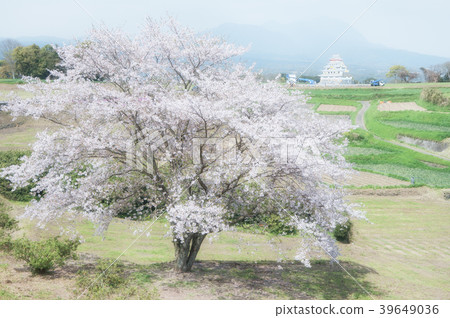 Cherry blossoms and castles of the castle ruins 39649036