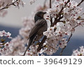 在櫻桃樹停止的布朗噴泉 39649129