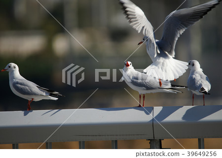 Image of a seagull Image of a seagull 39649256