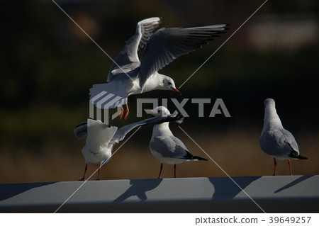 Image of a seagull Image of a seagull 39649257