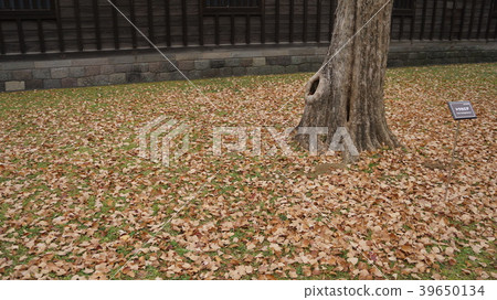 Fallen leaves 39650134