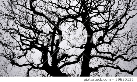 一個分支 一個分支 39650135