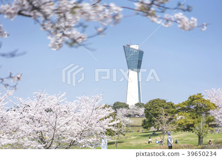 Iwaki Marine Tower, located in the southernmost part of the Tohoku region, surrounded by nature-rich nature-rich cherry blossoms of Shonan in Shonan 39650234