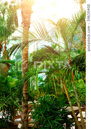 Tropical green palm trees background. Sun light 39650408