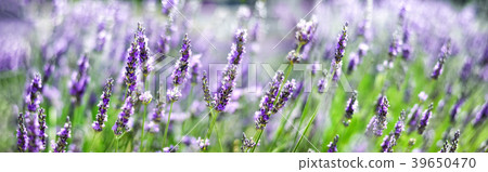 Provence nature background. Lavender field in 39650470