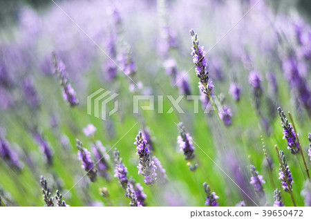 Macro of blooming violet lavender flowers 39650472