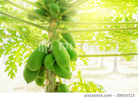 papaya fruit tree groing orchard sunny Thailand papaya fruit tree groing orchard sunny Thailand 39650723