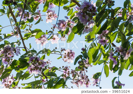 purple wild flower on branch against blue sky. 39651024