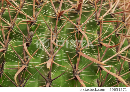 Tropical natural green cactus texture. Abstract 39651271