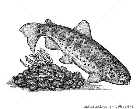 Yamame Yamame 39651471