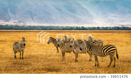Herd of zebras in the Ngorongoro Crater 39651476