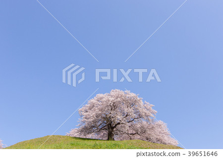 Spring scenery 39651646