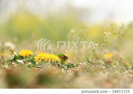 春天的到來(Nazna和蒲公英花) 春天的到來(Nazna和蒲公英花) 39651725