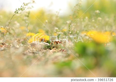 春天的到來(Nazna和蒲公英花) 春天的到來(Nazna和蒲公英花) 39651726