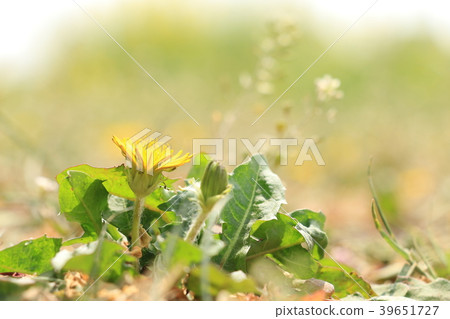 春天的到來(Nazna和蒲公英花) 春天的到來(Nazna和蒲公英花) 39651727