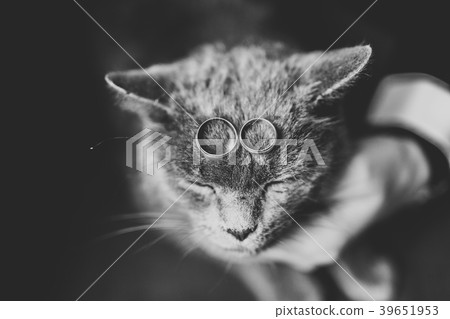 Two golden wedding rings with funny cat 39651953
