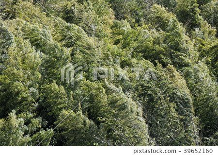  Bamboo grove swaying largely in spring storm, strong wind, etc. = Yokohama City (image of resisting, strong, not losing, stepping on etc.) 39652160