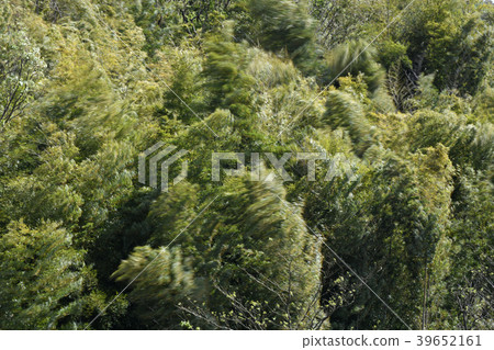 Bamboo grove swaying largely in spring storm, strong wind, etc. = Yokohama City (image of resisting, strong, not losing, stepping on etc.) Bamboo grove swaying largely in spring storm, strong wind, etc. = Yokohama City (image of resisting, strong, not losing, stepping on etc.) 39652161