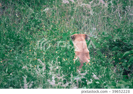 Puppy back Puppy back 39652228