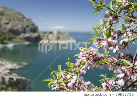 pink spring flowers on tree against sea 39652730