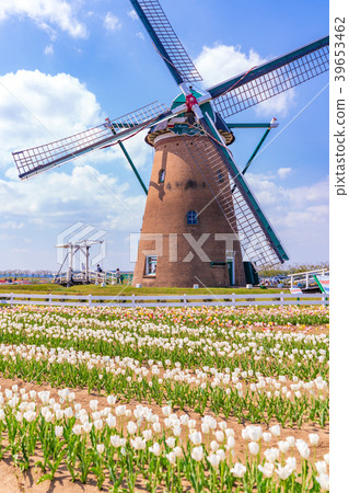Tulip fields in Spring of Japan Tulip fields in Spring of Japan 39653462