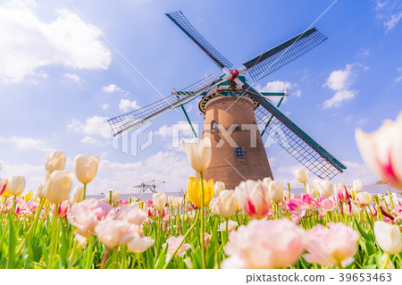 Tulip fields in Spring of Japan 39653463