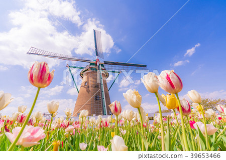 Tulip fields in Spring of Japan 39653466