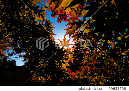 Autumn leaves of Oyama Shrine 39653706
