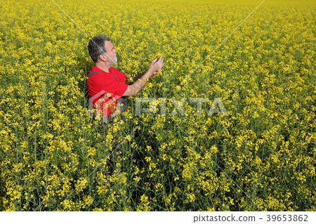 Farmer examining blossoming rapeseed field 39653862