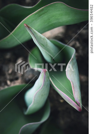 young green leaves tulip young green leaves tulip 39654482
