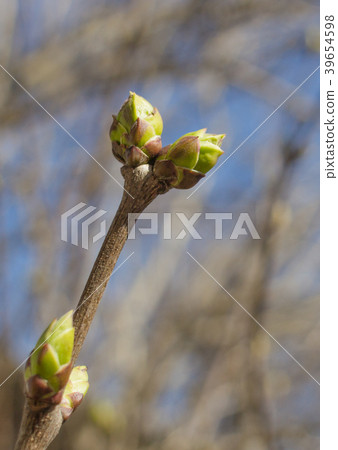Buds on a tree branch in the spring Buds on a tree branch in the spring 39654598