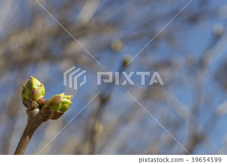 Ovary on a young plant Ovary on a young plant 39654599