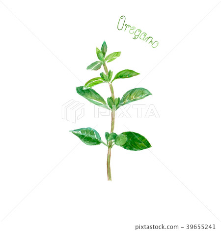 Oregano herb spice isolated on white background 39655241