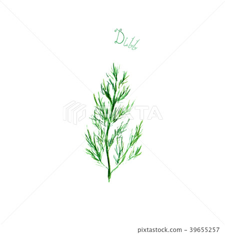 Dill herb spice isolated on white background Dill herb spice isolated on white background 39655257