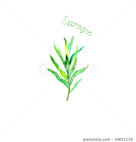 Estragon herb spice isolated on white background 39655258