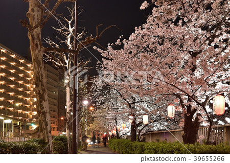 The night cherry blossoms of Waseda Mikagebashi 39655266