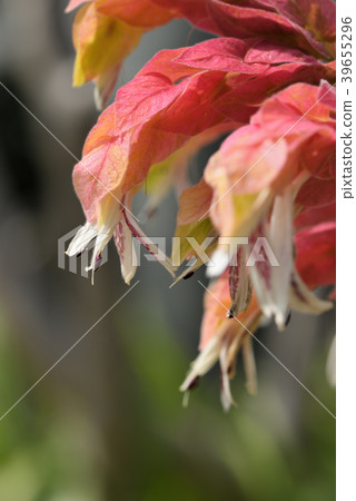 小蝦花 小蝦花 39655296