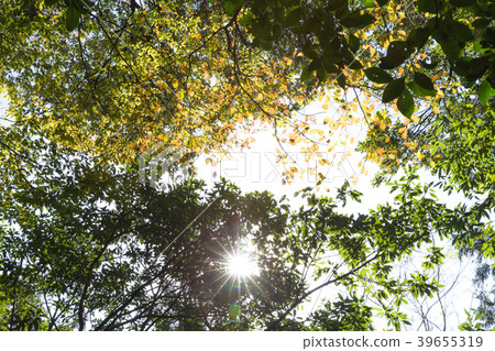 Light beam Light beam 39655319