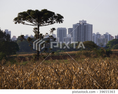 Araucaria tree (Araucaria angustifolia) 39655363
