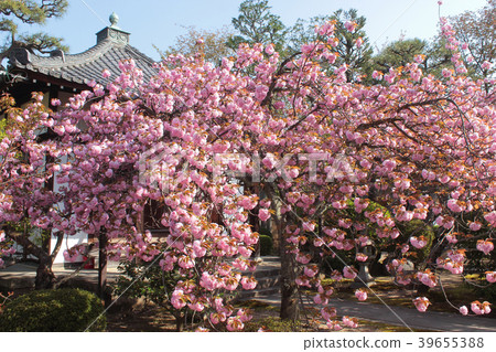 京都Honmanji寺櫻花 39655388