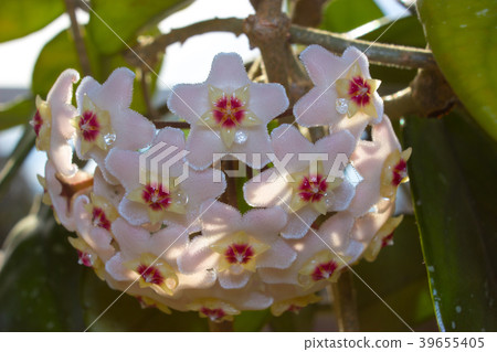 Detail of flowers of wax plant in sunshine 39655405